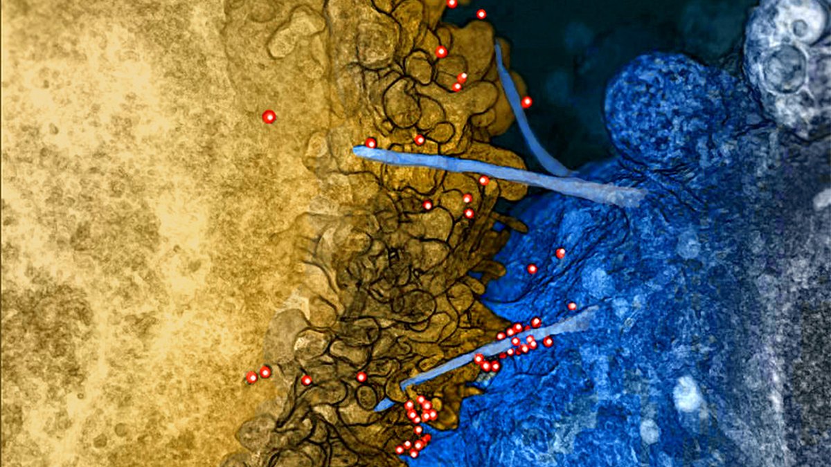 Colourised electron micrograph of two cells meeting at a close membrane interface studded with contact points — the kind of immune synapse across which checkpoint receptors set a T cell's threshold; a Panacea Bio Chem immunology review by Bogdan Dicoias